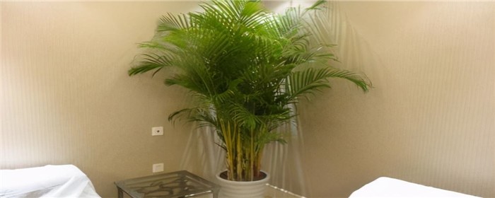 客厅养植物空气会变好吗