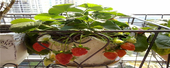 阳台草莓怎样种植和管理